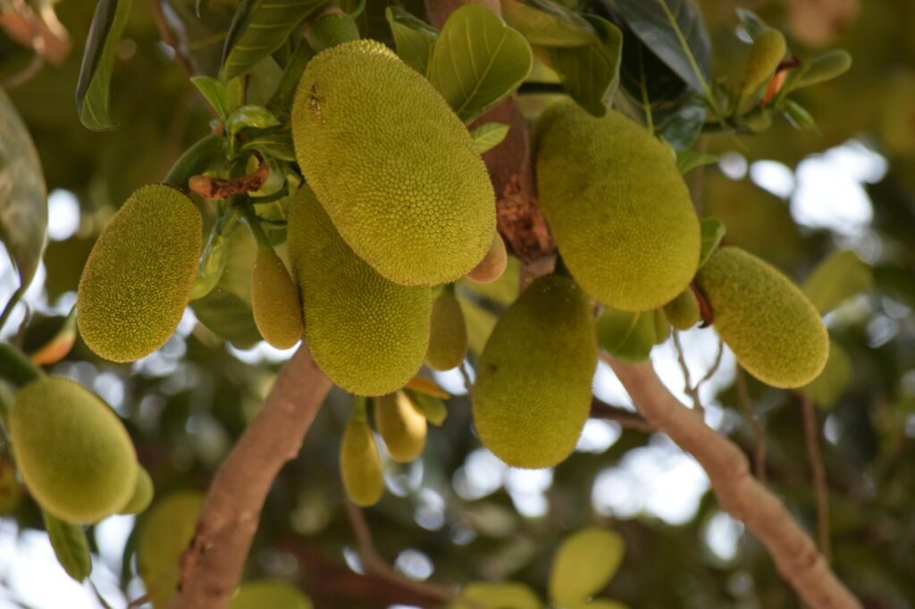 Jackfruit, the new favourite among exports from Kerala, India, lets find out why